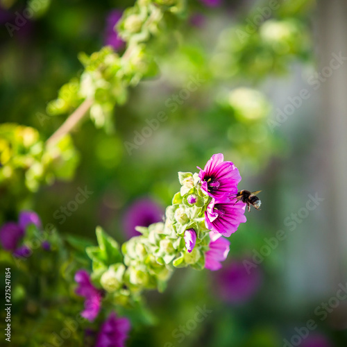 Bumble bee gathering honey from a purple flower © ellenamani
