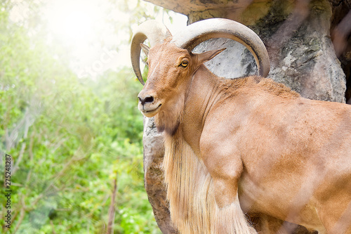Obraz na plátně Close-up of the barbary sheep on the rock