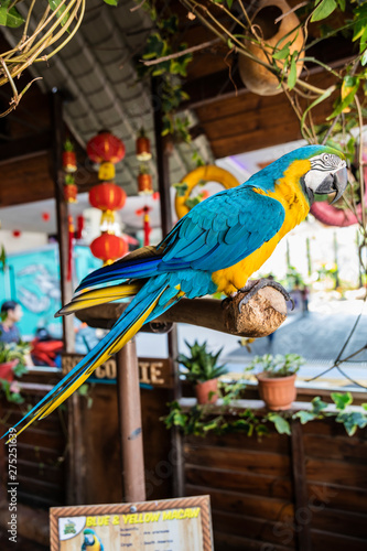 Ara pirot in a  Small Zoo under the KL-tower in Kuala Lumpur photo