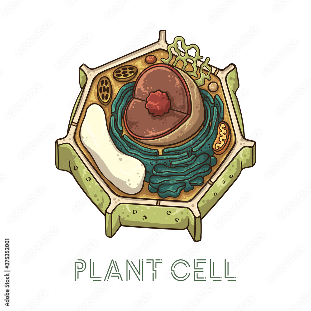 Vector sketching illustrations. Schematic structure of plant cell ...