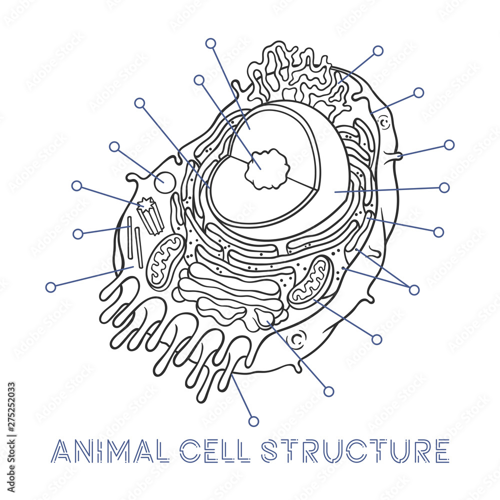 Vector sketching illustrations. Schematic structure of animal cell ...