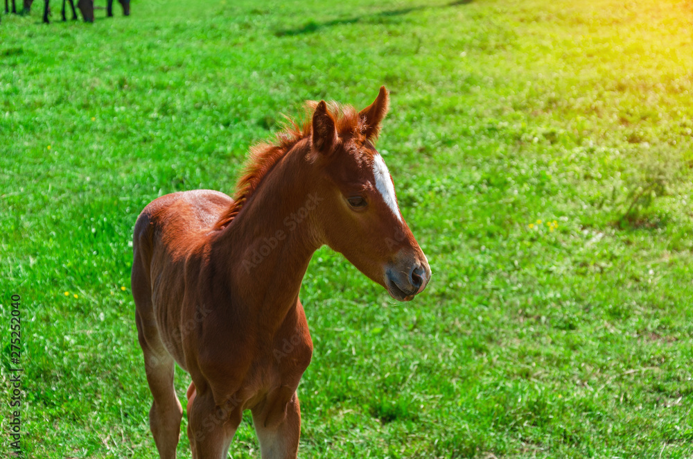 Little brown foal in green grass pasture Little brown foal in green grass pasture