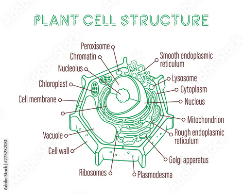 Vector sketching illustrations. Schematic structure of plant cell.