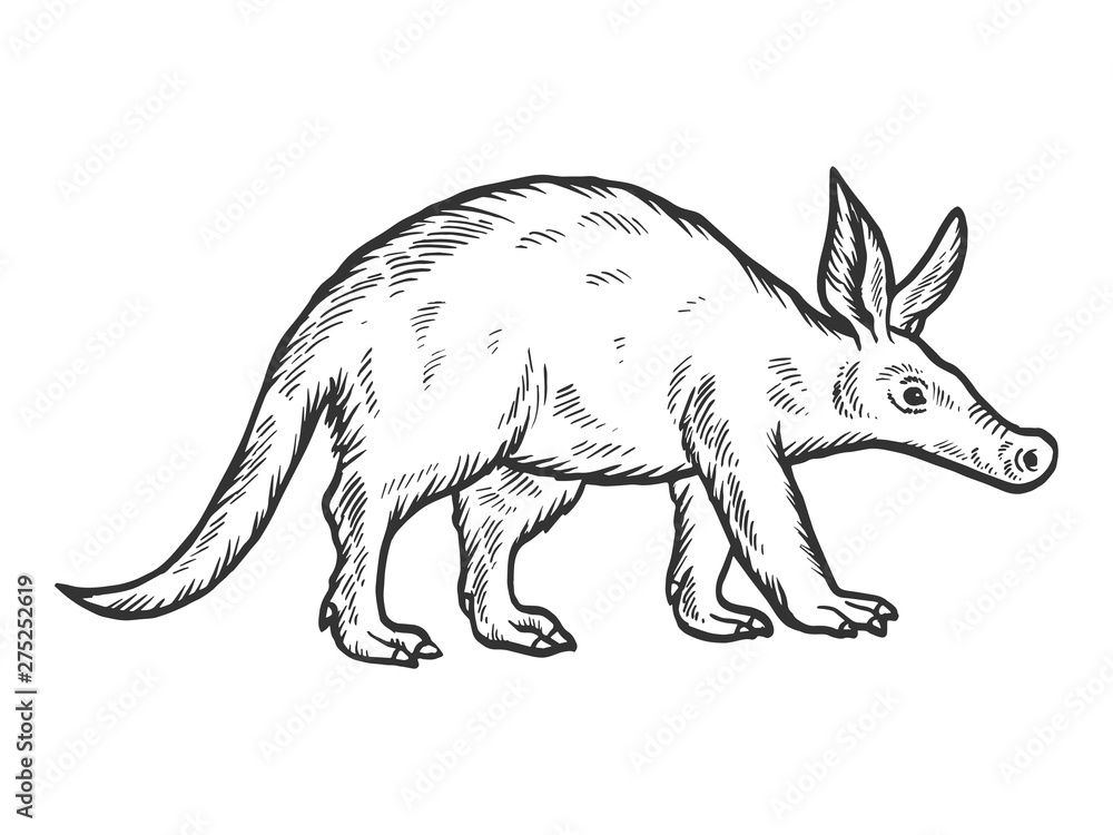Aardvark animal sketch engraving vector illustration. Scratch board style imitation. Hand drawn image. Aardvark animal sketch engraving vector illustration. Scratch board style imitation. Hand drawn image.