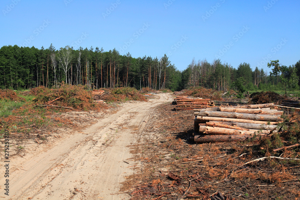 The road through the felling trees. The felled trees in a forest in summer. Large-scale felling. Freshy cut and ready for transportation pine trunks. Forestry industry The road through the felling trees. The felled trees in a forest in summer. Large-scale felling. Freshy cut and ready for transportation pine trunks. Forestry industry