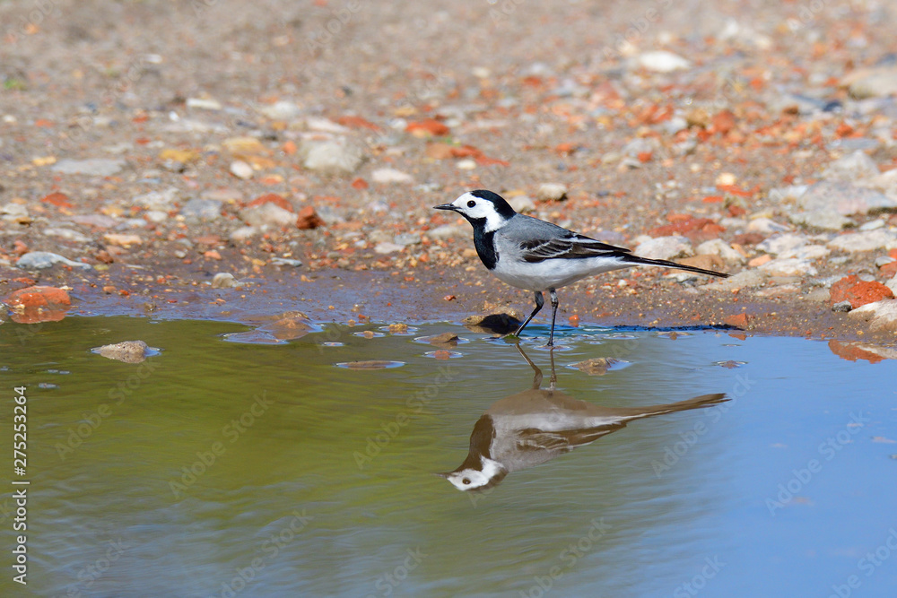 Obraz premium Bachstelze an einer Pfütze