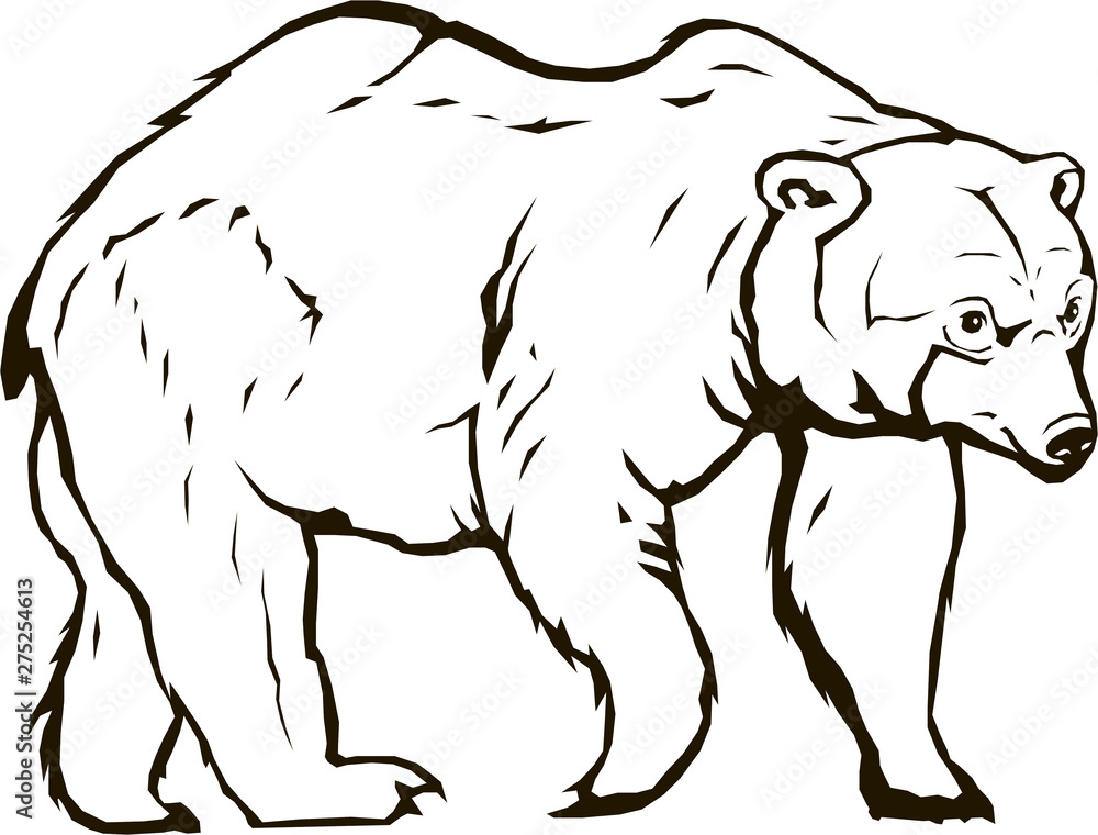 Obraz premium bear vector blackbear