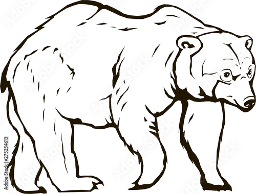 bear vector blackbear