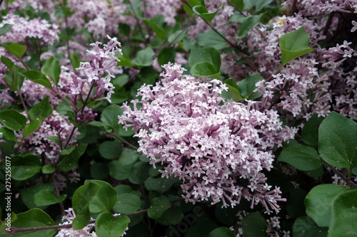 Lilac in bloom. photo