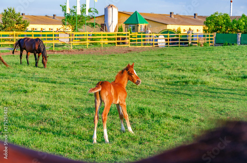 little foal of red color runs on the green grass in the pen