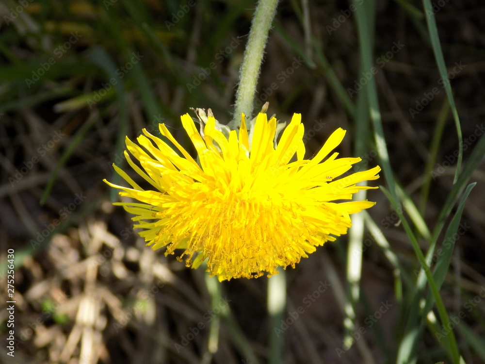 dandelion yellow is a bright Sunny flower. dandelion yellow is a bright Sunny flower.