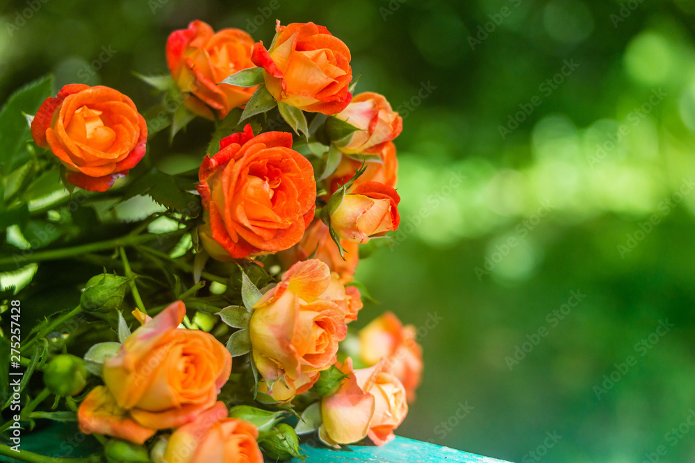 Orange roses on fresh green leaf background. Orange roses on fresh green leaf background.