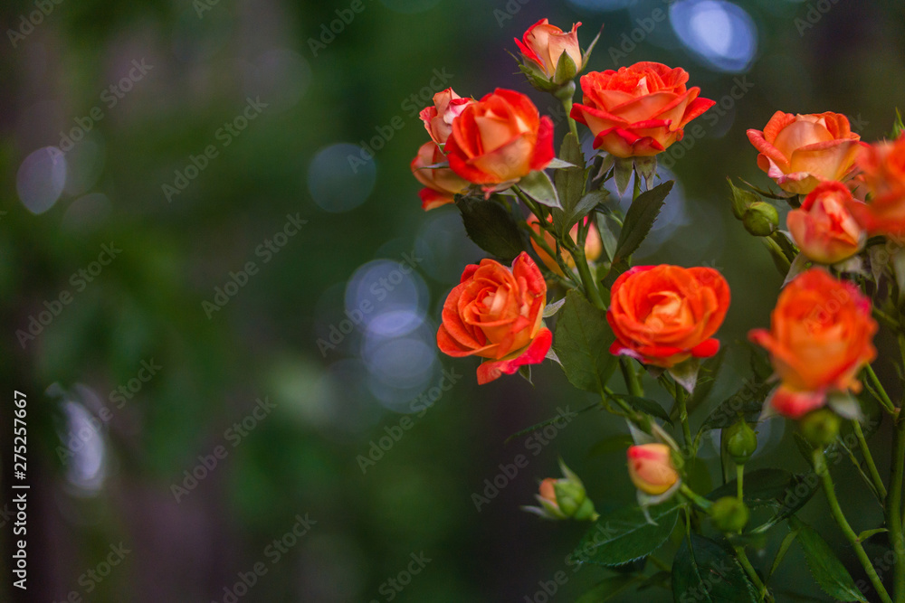 Fototapeta premium Orange roses on fresh green leaf background.