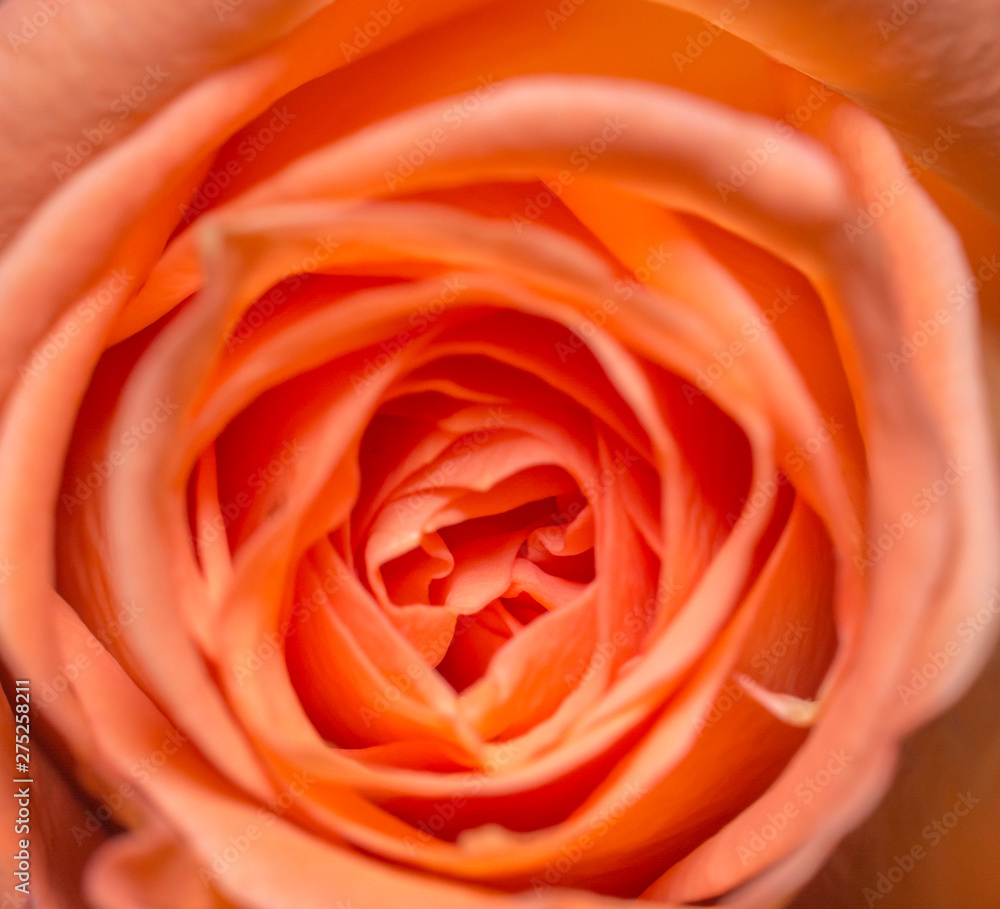 Beautiful orange roses flower in garden Rose flower background Roses flower texture Roses flower bouquet Orange rose Beautiful orange roses flower in garden Rose flower background Roses flower texture Roses flower bouquet Orange rose
