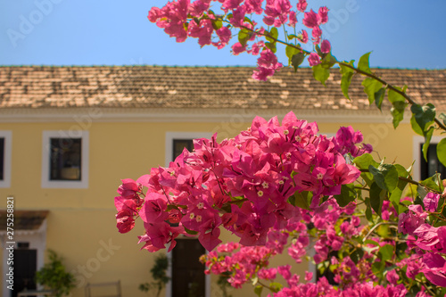 fresh bright pink tropical flowers close-up on a branch with green leaves on a blurred background of a yellow house with white windows and a tiled roof under a blue sky