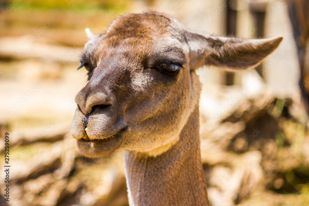 Close-up of a brown llama, lama glama