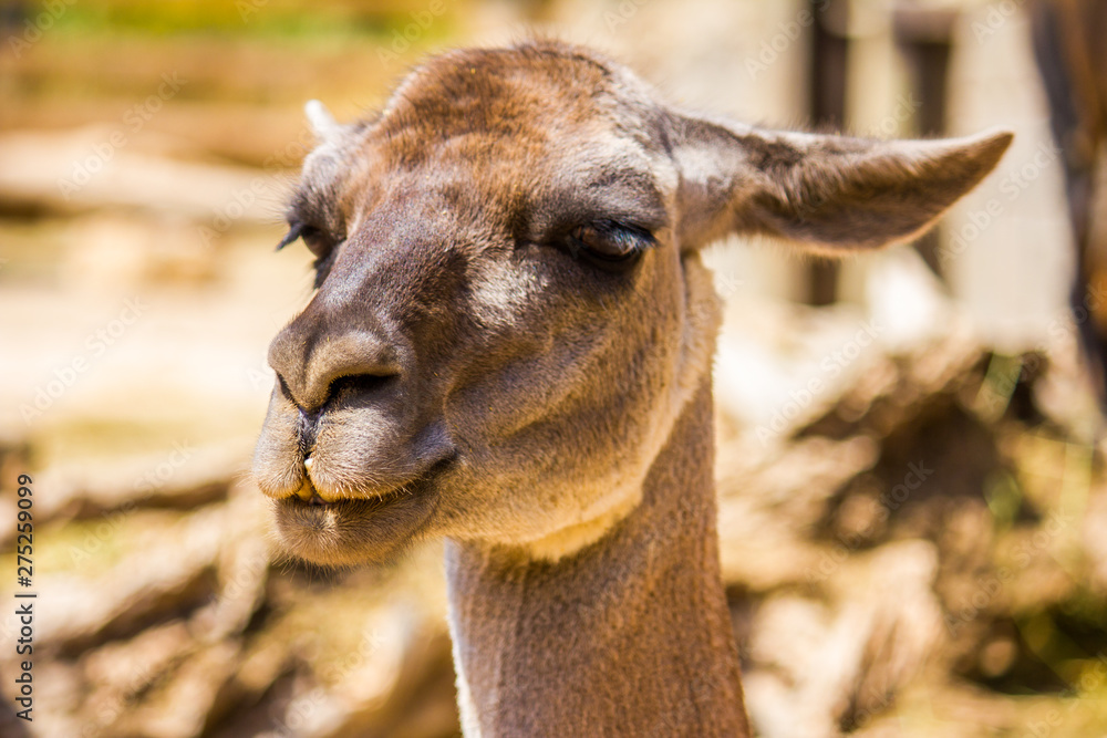 Obraz premium Close-up of a brown llama, lama glama