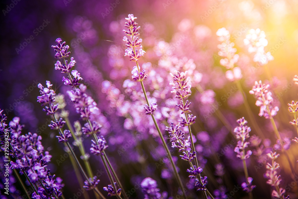 lavender flowers detail and blurred background with beautiful sunset color effect - obrazy, fototapety, plakaty 