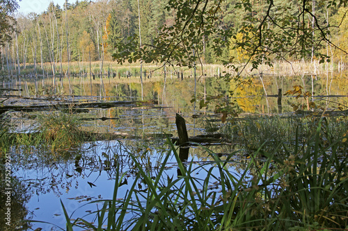 Waldsee im Herbst