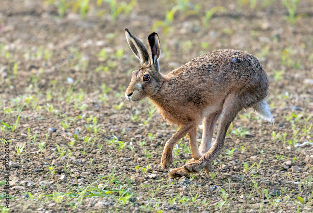 Fototapeta premium hare in the field 