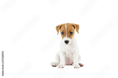 The cuttest two months old Jack Russel terrier puppy named Maisie. Small adorable doggy with funny fur stains. Close up, copy space, isolated background.