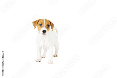 The cuttest two months old Jack Russel terrier puppy named Maisie. Small adorable doggy with funny fur stains. Close up, copy space, isolated background. © Evrymmnt