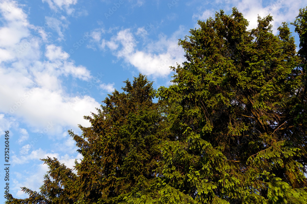 Tall spruce against the blue sky. Russia. Moscow region