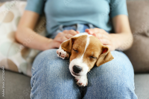 The cuttest two months old Jack Russel terrier puppy named Maisie sleeping on woman's lap. Small adorable doggy with funny fur stains lying with owner. Close up, copy space, isolated background.