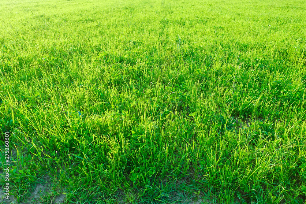 Bright spring green trees nature landscape. Bright spring green trees nature landscape.