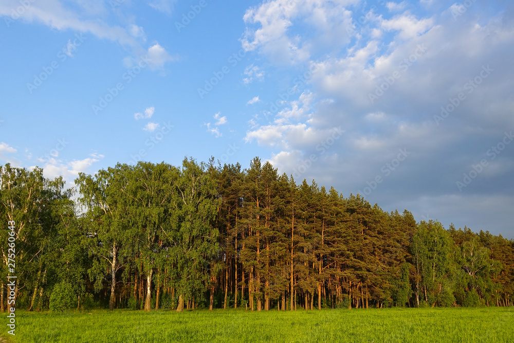 Landscape. Forest on the horizon. Green field. Russia Landscape. Forest on the horizon. Green field. Russia