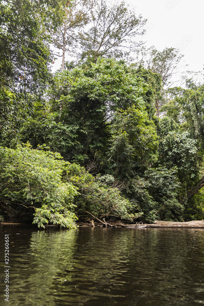 Taman Negara rainforest, Malaysia