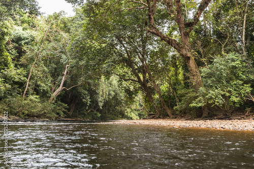 Taman Negara rainforest, Malaysia photo