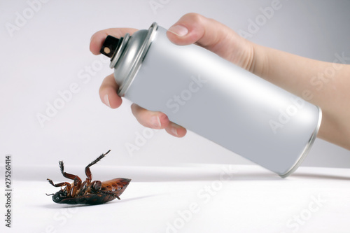 Dead dead cockroach, pest control spraying insecticide on cockroach photo