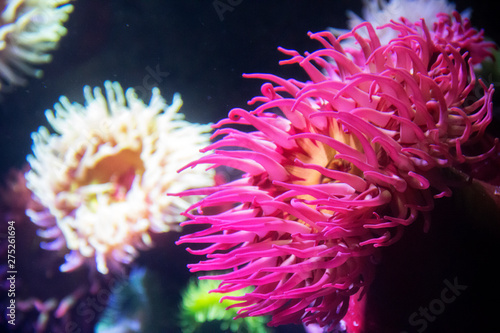 coral and sea anemones at the Ripley's Aquarium in Toronto Ontario Canada