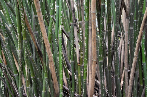 Fototapeta Naklejka Na Ścianę i Meble -  bamboo bambus schnitzen 