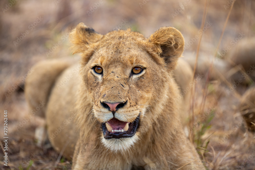 Lion pride with sub adults Lion pride with sub adults