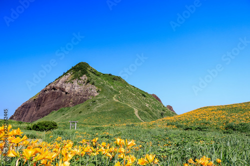 大野亀のトビシマカンゾウ