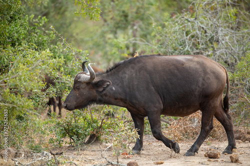 Buffalo herd with youngsters