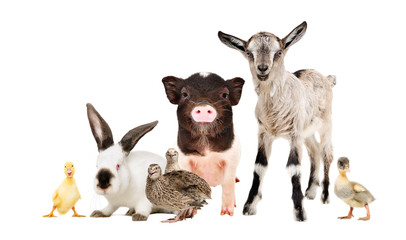 Funny farm animals together isolated on white background