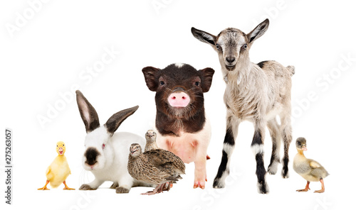 Funny farm animals together isolated on white background