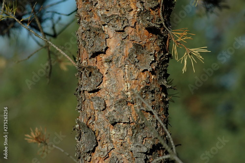 Trunk of coniferous tree at mountain in Bulgaria