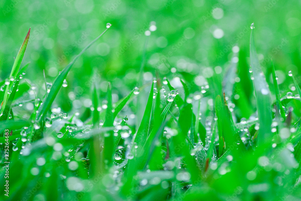 Fototapeta premium Closeup and Selective Focus Dew drops on green leaves in the morning.