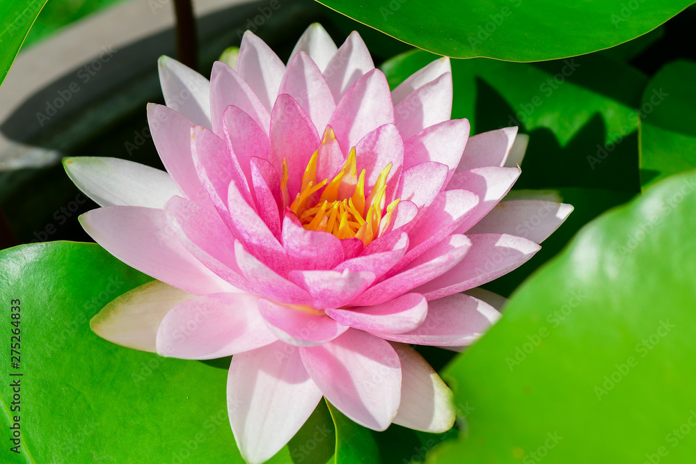 Closeup Pink lotus flower and Green lotus leaf In the water. Closeup Pink lotus flower and Green lotus leaf In the water.