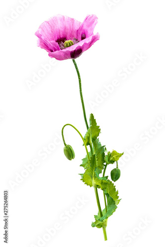 Photography Purplr Poppy-Opium flower Forbidden flowers or opium poppy