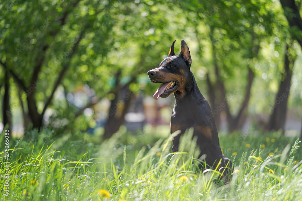 The dog breed Doberman Pinscher is lying on a green grass The dog breed Doberman Pinscher is lying on a green grass