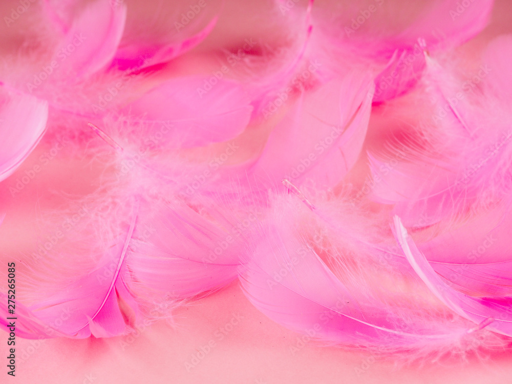 Selective soft focus close up pink feathers texture in pastel color Selective soft focus close up pink feathers texture in pastel color