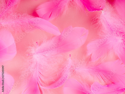 Selective soft focus close up pink feathers texture in pastel color