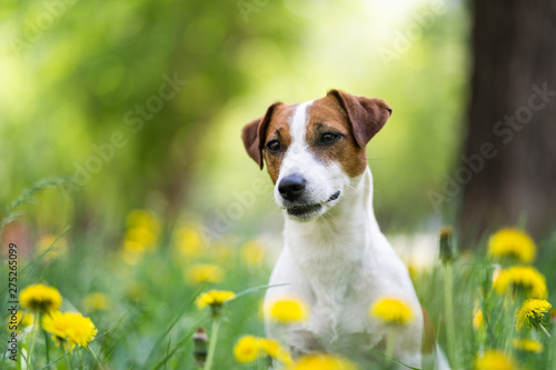 Dog portrait in a flower meadow. Cute Jack Russell Terrier old is sitting in a blooming meadow