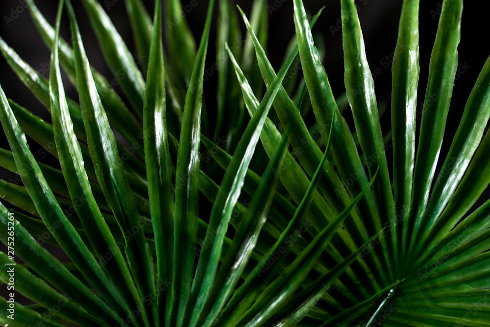 Fototapeta premium leaf of palm background texture