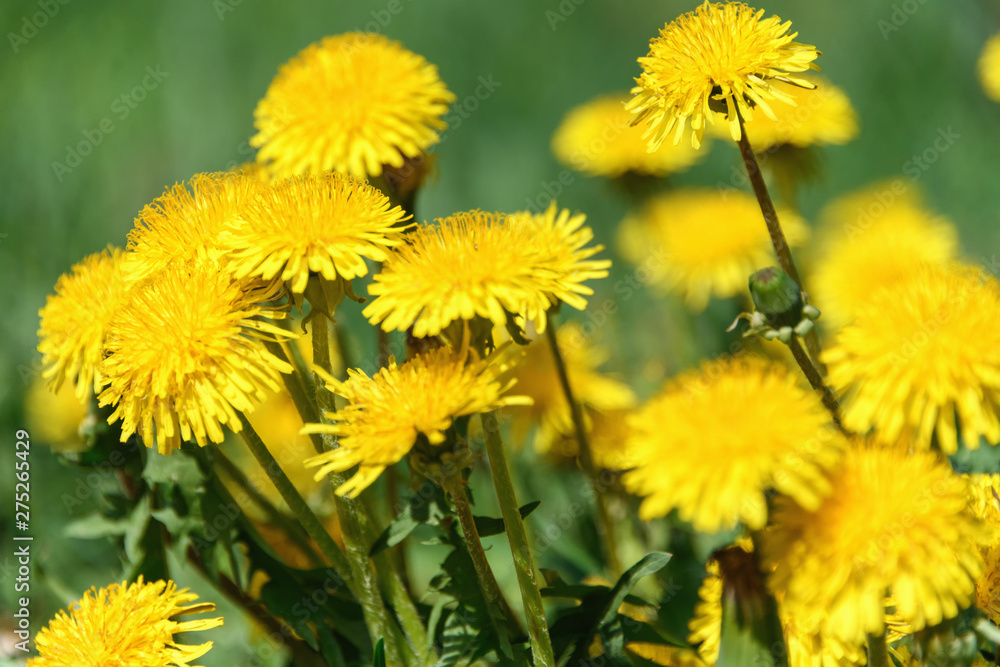 Green grass with yellow dandelions. Close up spring flowers. Green grass with yellow dandelions. Close up spring flowers.